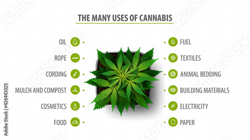 Many uses of cannabis, banner with infographic of uses of cannabis and greenbush of cannabis plant, top view