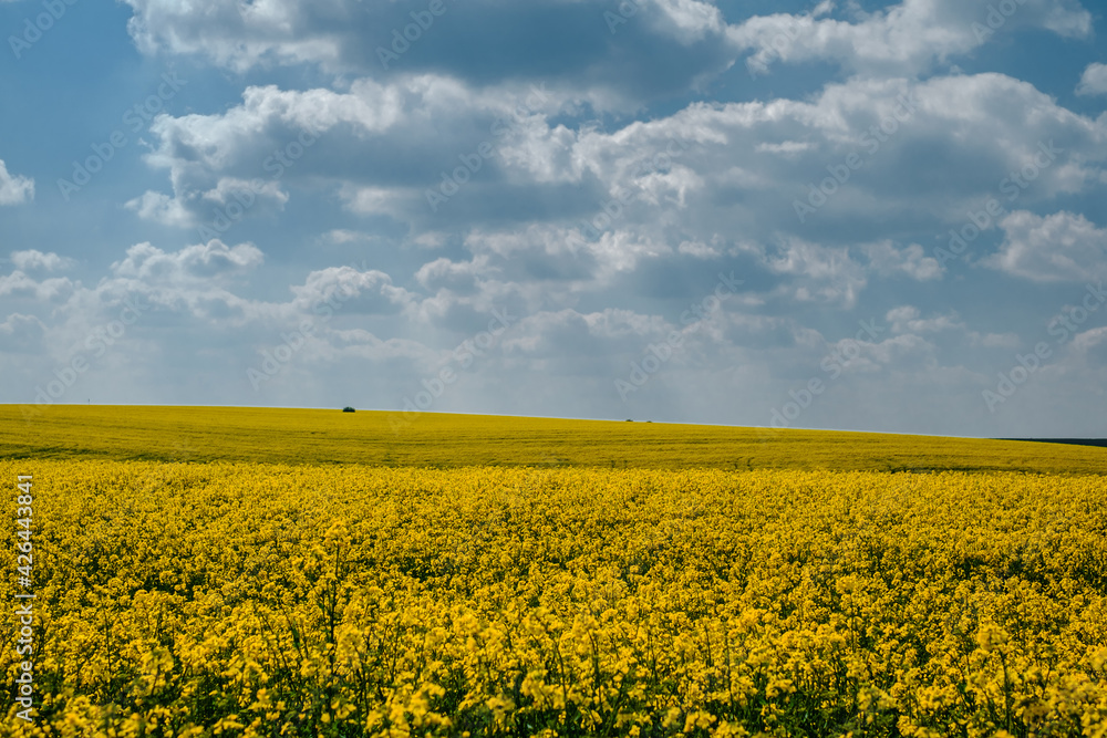 Spring colors with rape field