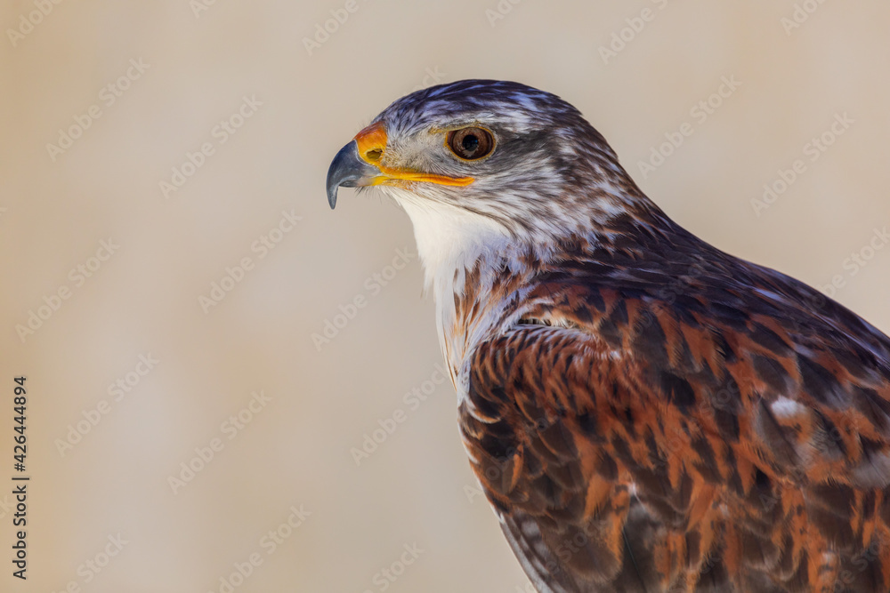 Close-up of Blue-billed Eagle (Aquila fasciata) adult. Ring for falconry. Close-up of Blue-billed Eagle (Aquila fasciata) adult. Ring for falconry.