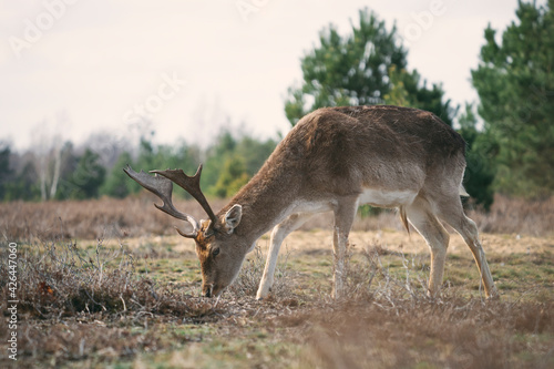 Fallow Deer Grazing on a Meadow