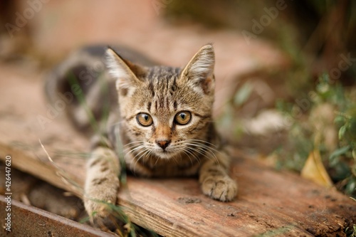 Cute tabby kitten playing in the garden