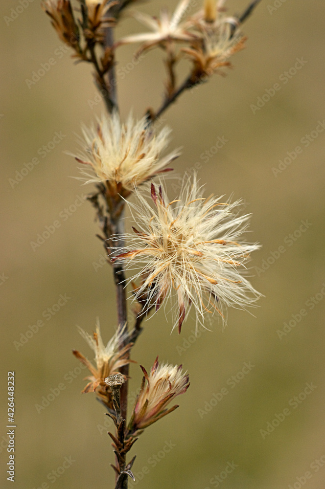 Dried flower with white filaments ready to fly with the wind.