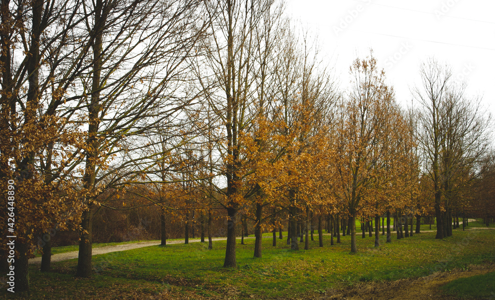 italy park autumn trees nutria