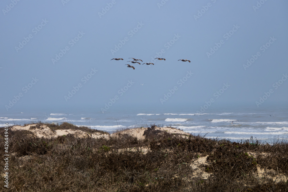 Flock of pelican flying over the ocean