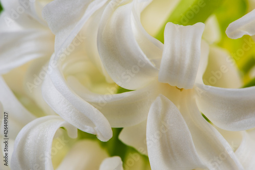 Macro view of spring garden white hyacinth flower