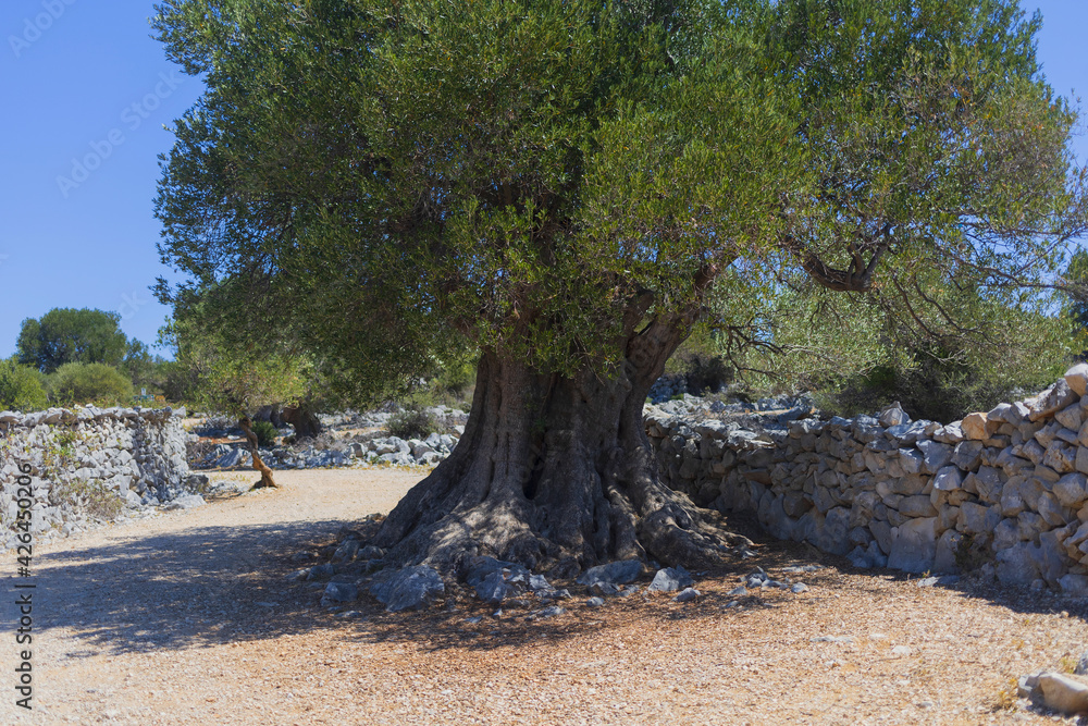Fototapeta premium Ancient olive tree in Olive gardens of Lun ecological park on Pag island, Croatia