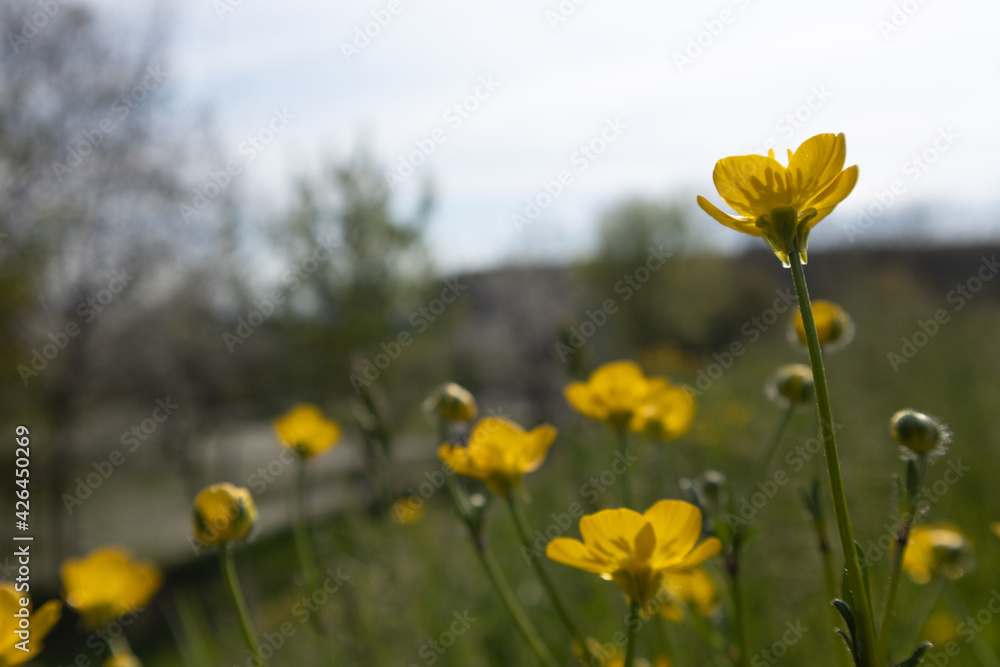 Yellow buttercup flower in green background, Italy 