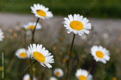 Fototapeta Naklejka Na Ścianę i Meble -  White daisy flower in green background, Italy 