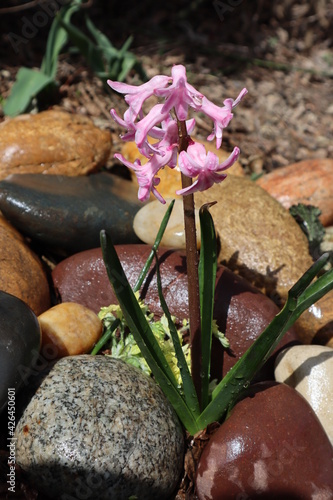 Pink hyacinth grows in a flower bed among the stones.