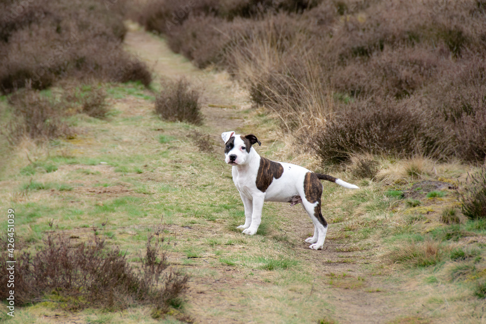 Young white and brown puppy dog English Staffordshire Bull Terrier in the nature