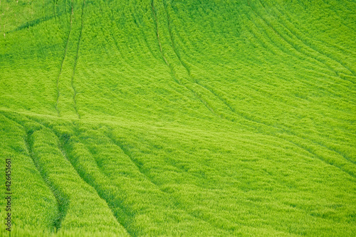 Background of a green wheat field in spring © Miguel Ángel RM