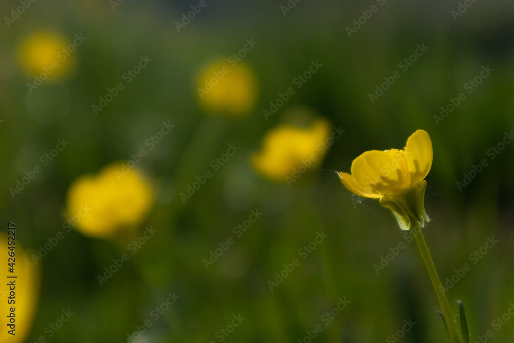 Obraz premium Yellow buttercup flower in green background, Italy 