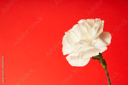 Beautiful white Dianthus flower on red background     photo