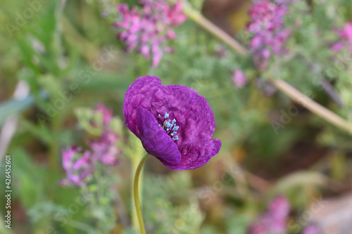 Detail of an unusual purple poppy (Roemeria hybrida) in a meadow in Santa Fé (Spain) photo