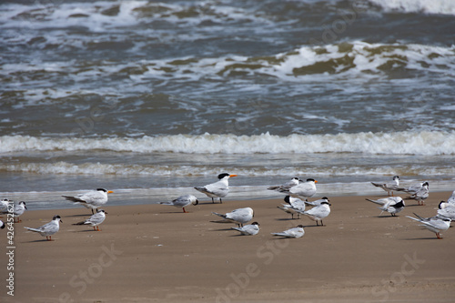 Flock of Terns on the beach