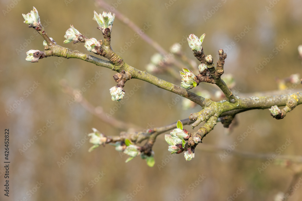 Macro shot of an apple branch where the buds are at the green cluster growth stage Macro shot of an apple branch where the buds are at the green cluster growth stage