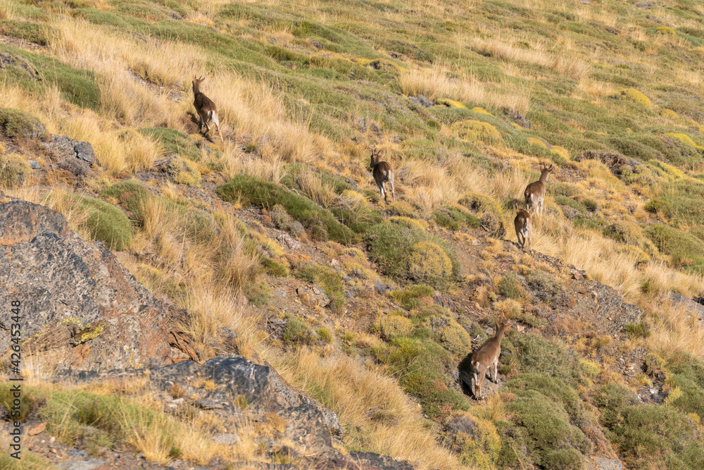 group of mountain goats in Sierra Nevada group of mountain goats in Sierra Nevada