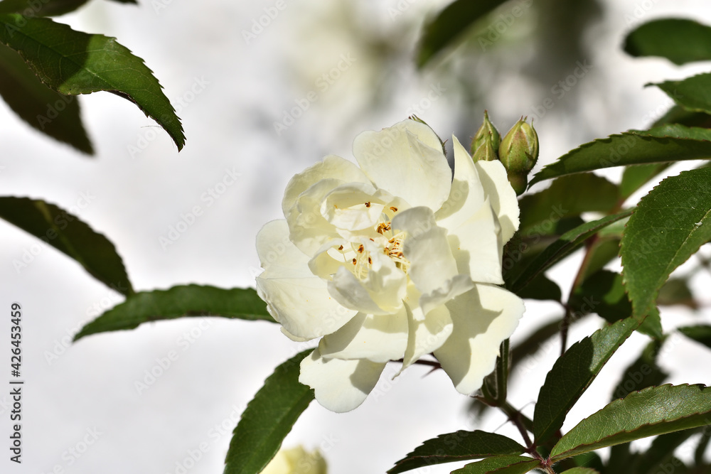 Obraz premium White rose on white background