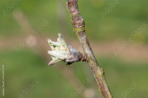 Macro shot of an apple branch where the buds are at the green cluster growth stage