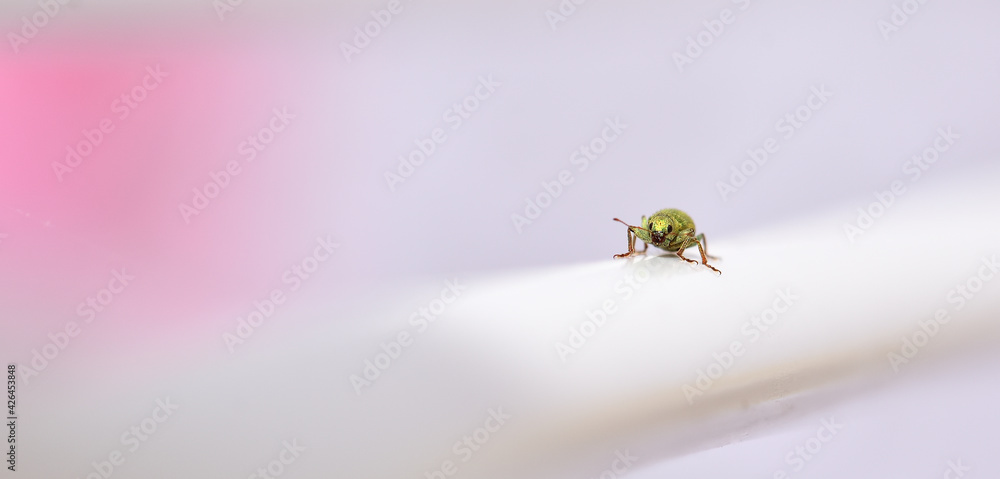 Domestic fauna: Small metallic green beetle on a white clothesline bar in the garden Domestic fauna: Small metallic green beetle on a white clothesline bar in the garden