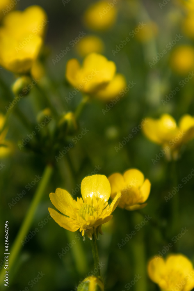 Yellow buttercup flower in green background, Italy Yellow buttercup flower in green background, Italy