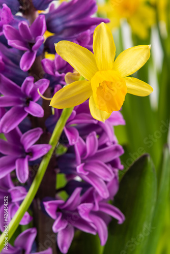 Fototapeta Naklejka Na Ścianę i Meble -  Spring daffodil and hyacinth flower in spring garden macro view
