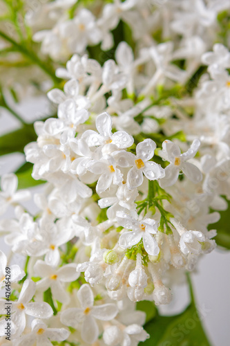 Background of delicate branches of blooming white lilac