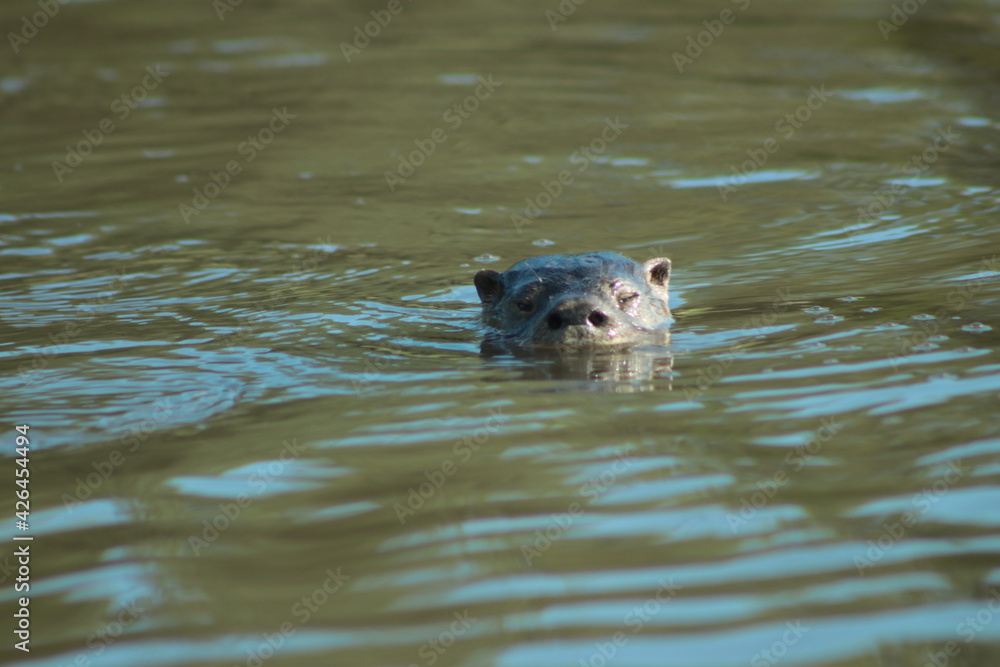 Fototapeta premium Lobito de río