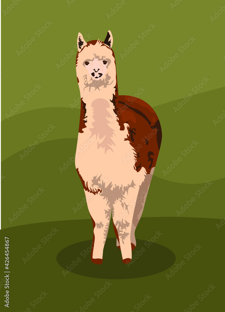 Fototapeta premium cute realistic llama alpaca wool. brown llama. farm animal. production of alpaca wool. isolated on natural green background. vector