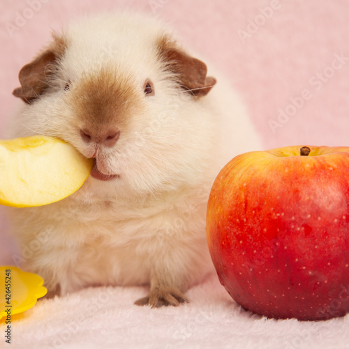 beige guinea pig, on a pink background next to a red and yellow apple. feeding guinea pig