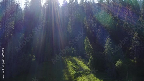 Sunbeams illuminate Trail of 100 Giants in Sequoia National Forest. Aerial tilt down backward