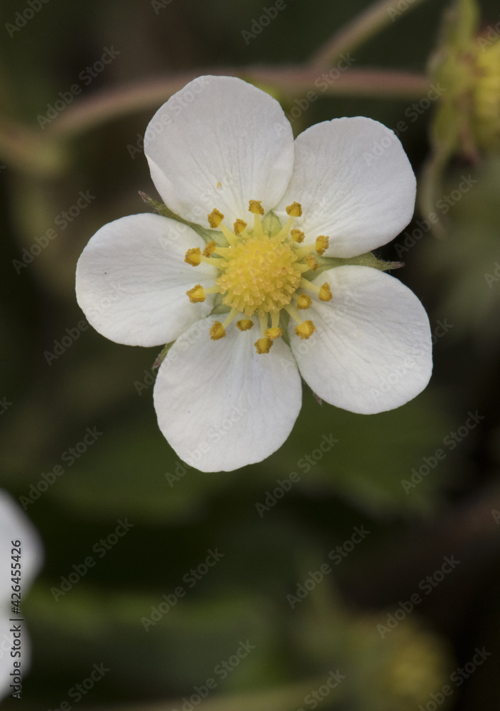 Fototapeta premium Fragaria vesca wild strawberry large green leaves with nerves white flowers with yellow stamens hairy stems, fruits still green