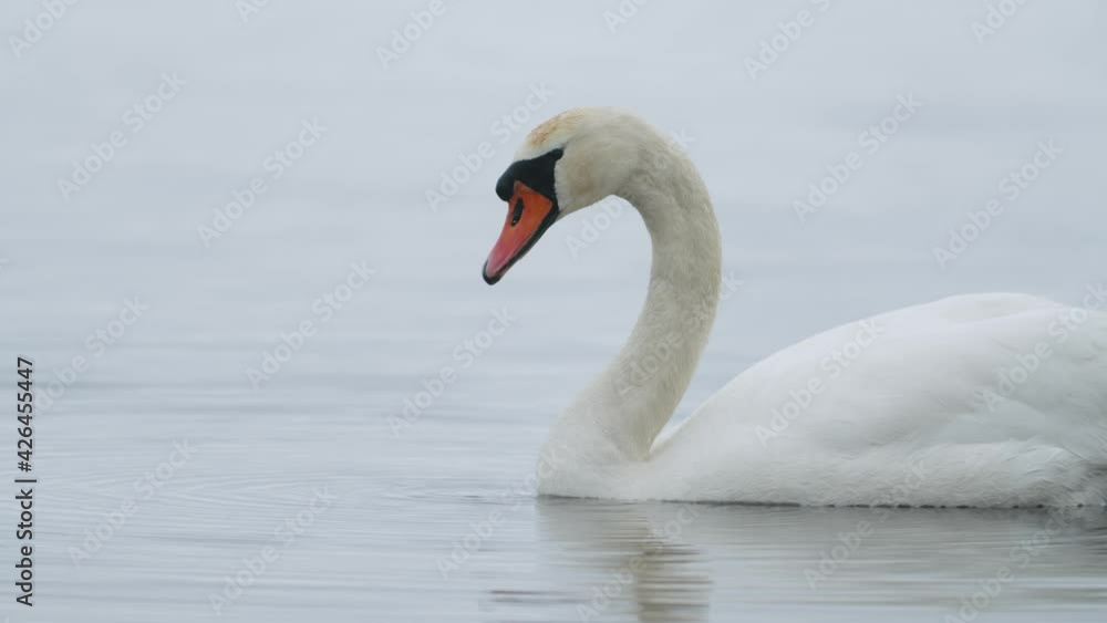 Wild mute swan eating grass underwater closeup in overcast day
