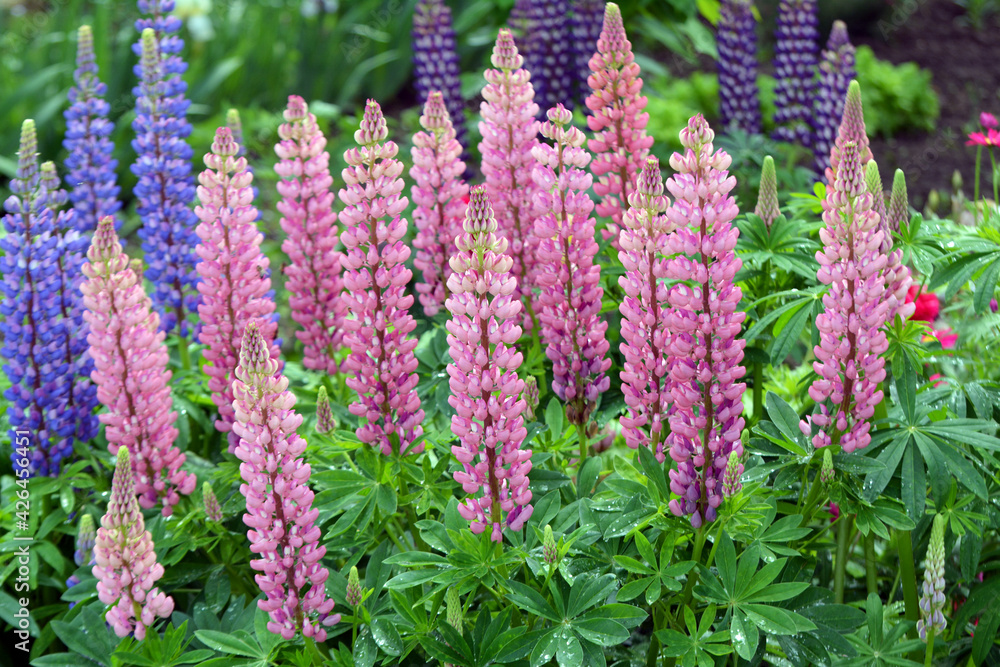 Lupine blooms in the spring garden Lupine blooms in the spring garden