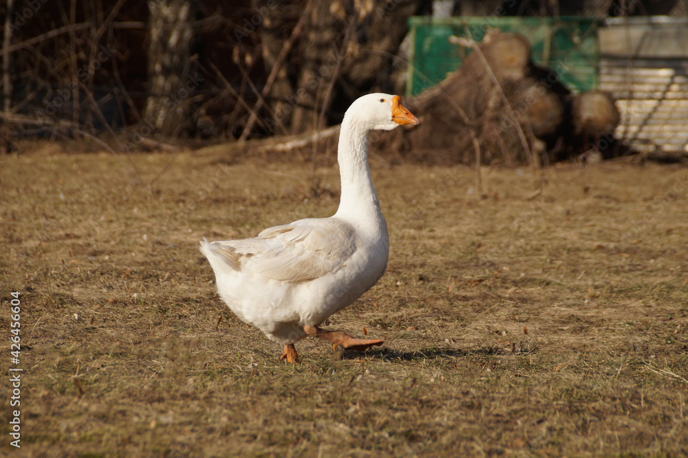 white goose on the grass