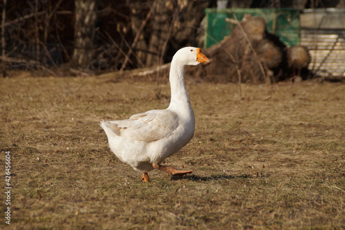 white goose on the grass