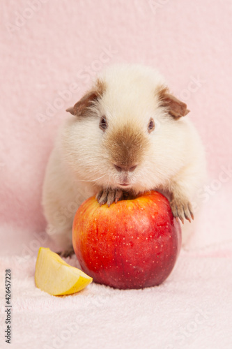 a beige guinea pig, on a pink background, climbed on a red apple.