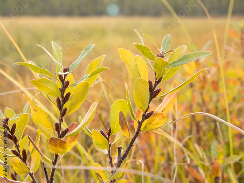 Obraz na płótnie Myrica gale plant growing in early autumn