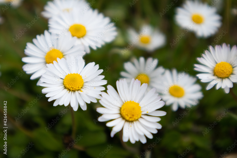 White daisy flower in green background, Italy White daisy flower in green background, Italy