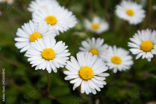 White daisy flower in green background  Italy 