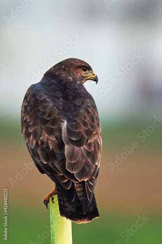 Buzzard bird, close up. Waiting for prey. Blurred light background. Genus species Buteo buteo.
