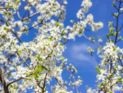 White plum tree flowers on a blue sky background. Spring blooming branches in garden.