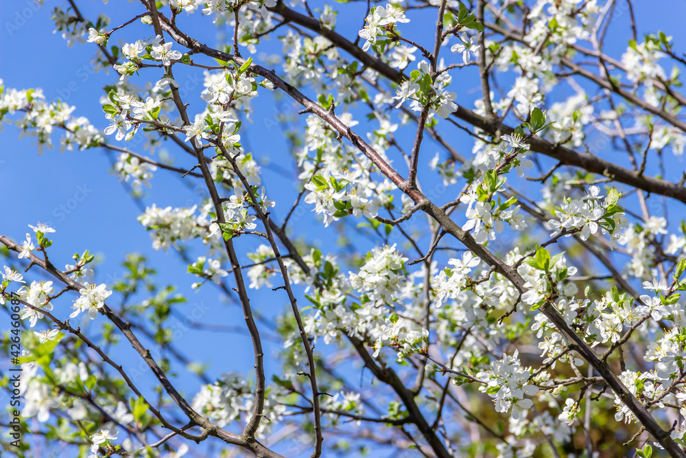 White plum tree flowers on a blue sky background. Spring blooming branches in garden. White plum tree flowers on a blue sky background. Spring blooming branches in garden.