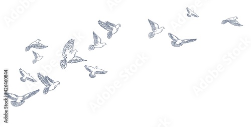 Flying pigeons, hand drawn, line art. Vector illustration