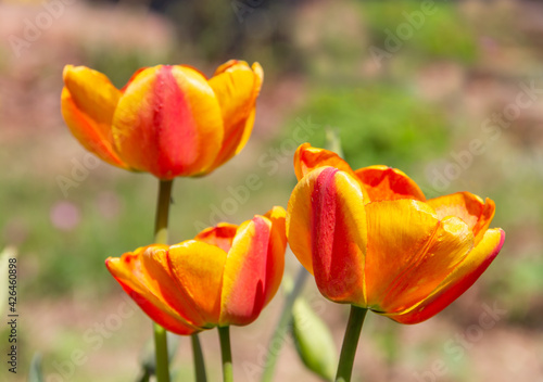 Yellow red tulip flower in the garden. Bright blooming in spring.