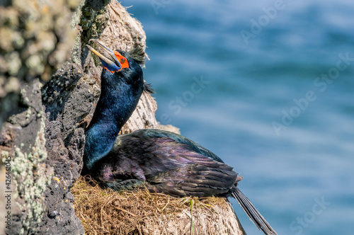 Red-faced Cormorant (Phalacrocorax urile) at St. George Island, Alaska, USA photo