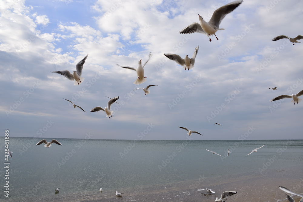The weather is improving, there are less and less heavy clouds, the blue sky is visible and the seagulls have clearly decided to practice catching bread on the fly