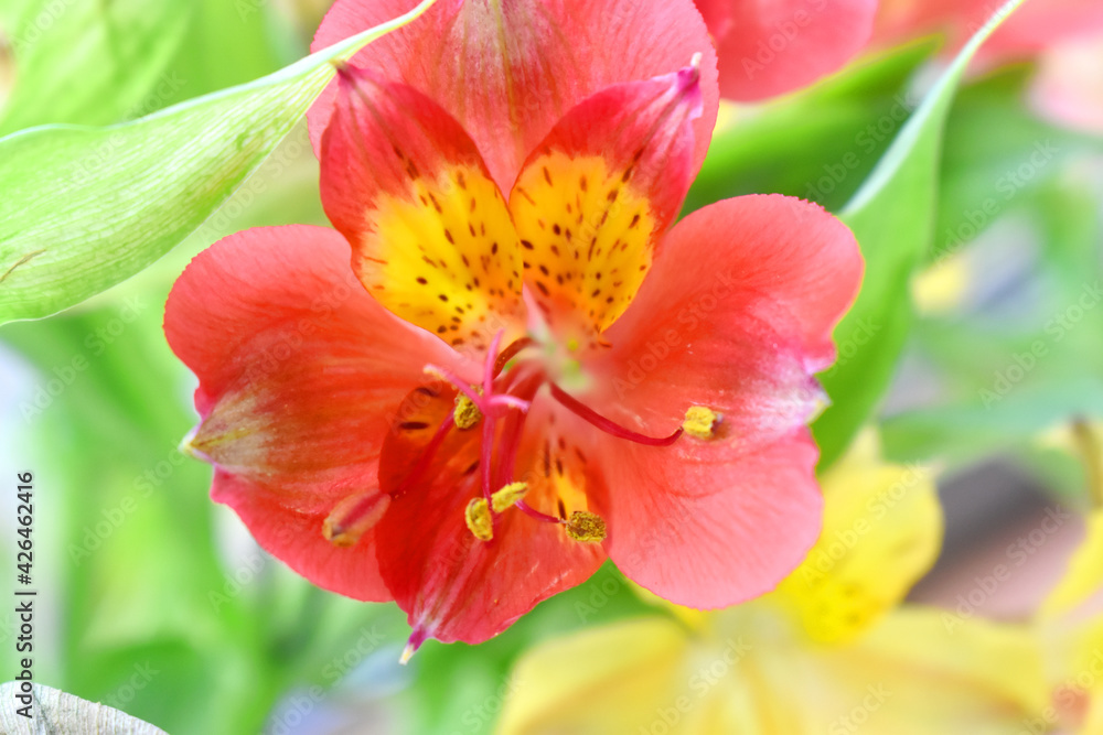 Close up of red Alstroemeria flowers ( Lily of the Incas ) with green leave and blurred background
