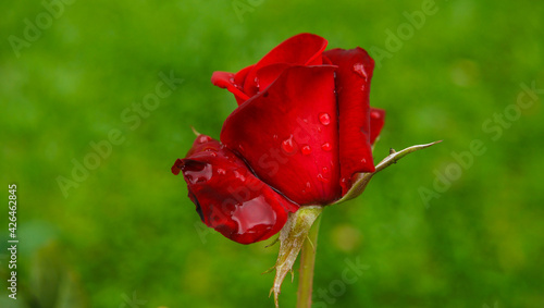 Rosa vermelha com gotas de chuva