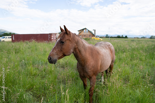 horse in the field © Mladjov